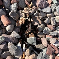 user provided Bookcliff Gardens photo