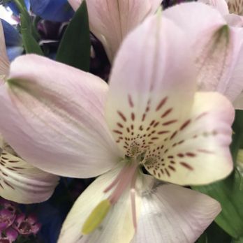 The Warrenton Florist - Florists Near Me - Warrenton, Virginia The Warrenton Florist - Florists Near Me - Warrenton, Virginia