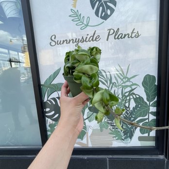 Sunnyside Plants - Nurseries & Gardening Near Me - Chicago, Illinois