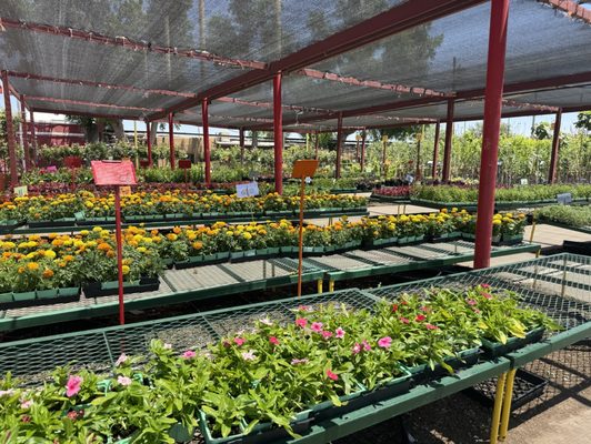 Loop Nurseries EASTSIDE DISCOUNT NURSERY - Updated May 2025 - 106 Photos & 37 Reviews ...