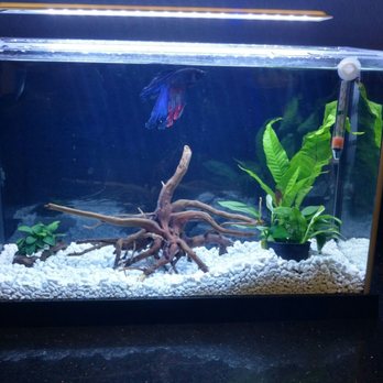 Pet Zone Tropical Fish - New live plant for baby Z1 - Local Fish Stores Near Me - San Diego, California