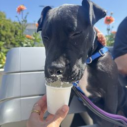 mac enjoying his pup cup