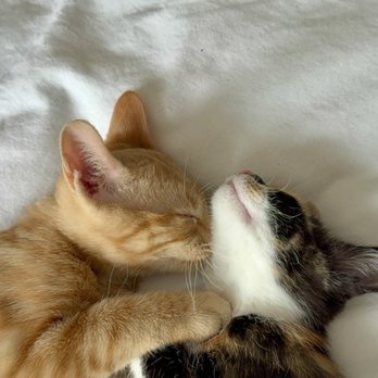 DuPage County Animal Services - Animal Shelters Near Me - Wheaton, Illinois