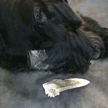 Two Bostons - Water Buffalo Horn and Deer Antler at once - Pet Stores Near Me - Burr Ridge, Illinois