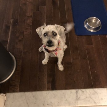 Astoria Holistic Pets Spa - Pet Groomers Near Me - Queens, New York