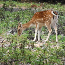 Parc Animalier - Bambi
