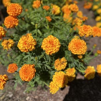 Denver Botanic Gardens - Botanical Gardens Near Me - Denver, Colorado