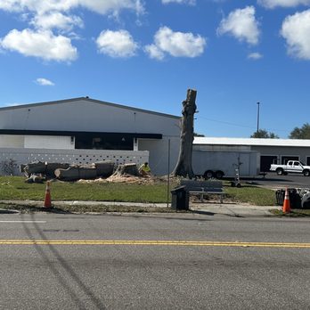 A Absolute Tree Service - Trees being removed. - Tree Services Near Me - Palm Harbor, Florida