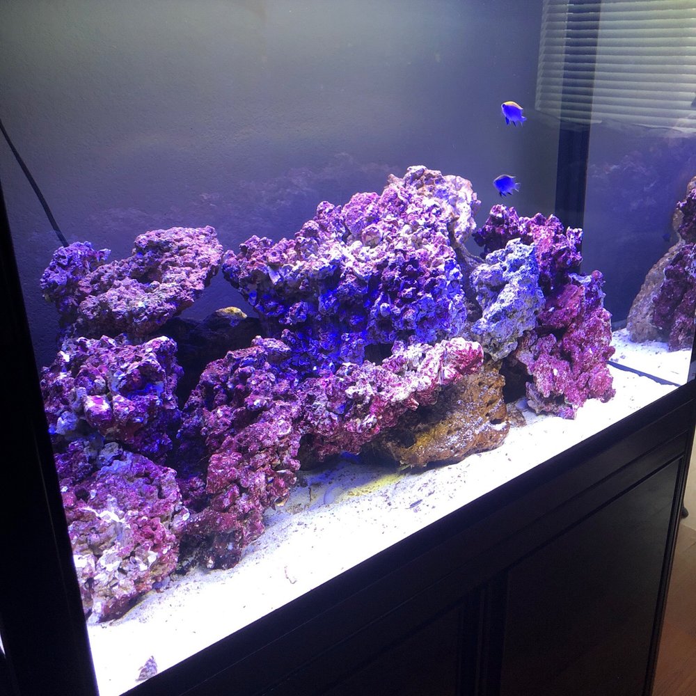 My salt water tank,  beginning stages