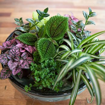 Wyoming Florist - Florists Near Me - Cincinnati, Ohio Wyoming Florist - Florists Near Me - Cincinnati, Ohio