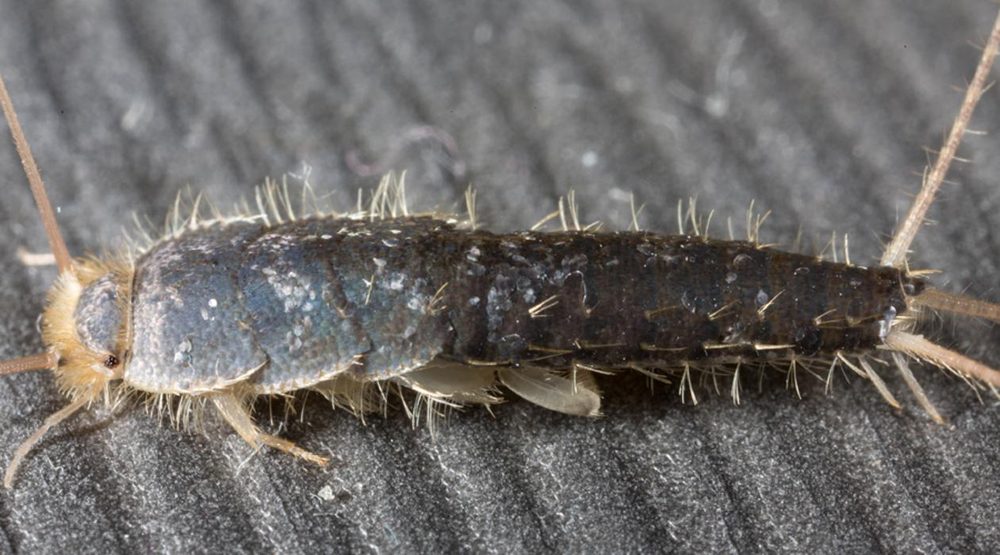 PEST CONTROL Updated July 2024 31 Photos 3454 Bayfield Street