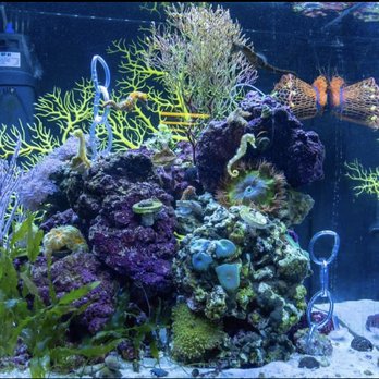 Caesars Tropical Fish - Seahorse tank i got from them - Local Fish Stores Near Me - Santa Rosa, California Caesars Tropical Fish - Seahorse tank i got from them - Local Fish Stores Near Me - Santa Rosa, California