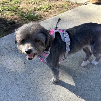 Pet Rush Inn - After - so fresh and so clean! - Pet Sitting Near Me - Burbank, California