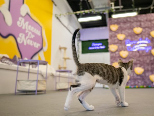 Purrfecto Cat Lounge by null