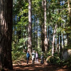 Fort Ross Vineyard Tasting Room - Enjoy a guided walk through the redwoods.