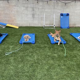 Dogs are being held accountable & all are socializing!! Dogs are being held accountable & all are socializing!!