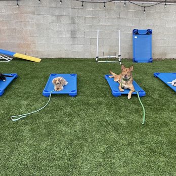 Sarah Grace Canine - Dogs are being held accountable & all are socializing!! - Pet Training Near Me Sarah Grace Canine - Dogs are being held accountable & all are socializing!! - Pet Training Near Me