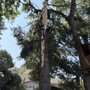 Photo of Ridgewood Tree