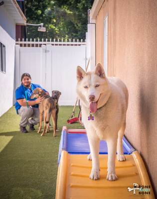 Our Story - Bone Sweet Bone is the talk of the four-legged town. We've been handing out treats and belly rubs since 2007. Our staff offers a full range of alternative, conventional pet care services and are the only indoor/outdoor daycare in the area. Take advantage of half- or full-day supervised daycare, overnight lodging, full-service grooming, fashionable accessories, and treats. Your pets will also be over the moon when they realize we're a cage-free facility. Regardless of how long their stay, they'll come running into your arms with eyes practically saying, "when are we coming back?"
Bone Sweet Bone was originally founded on the fundamental principle of providing a safe, friendly, “home away from home” atmosphere for the dogs of discerning owners seeking a convenient alternative to leaving their best friend home alone while at work, on vacation, or otherwise time constrained. BSB offers a solution that delivers peace of mind to busy dog owners.
It is our mission to provide a relaxing, clean, safe, and stress-free experience for every dog that sets paw through our door. Since the beginning, owner Santiago Ramirez has maintained the belief that playtime should be maximized and kennel time minimized; ceaseless play and affection are necessary ingredients for a well-balanced pet. This core value differentiates BSB from many existing pet service companies. Our Story - Bone Sweet Bone is the talk of the four-legged town. We've been handing out treats and belly rubs since 2007. Our staff offers a full range of alternative, conventional pet care services and are the only indoor/outdoor daycare in the area. Take advantage of half- or full-day supervised daycare, overnight lodging, full-service grooming, fashionable accessories, and treats. Your pets will also be over the moon when they realize we're a cage-free facility. Regardless of how long their stay, they'll come running into your arms with eyes practically saying, "when are we coming back?"
Bone Sweet Bone was originally founded on the fundamental principle of providing a safe, friendly, “home away from home” atmosphere for the dogs of discerning owners seeking a convenient alternative to leaving their best friend home alone while at work, on vacation, or otherwise time constrained. BSB offers a solution that delivers peace of mind to busy dog owners.
It is our mission to provide a relaxing, clean, safe, and stress-free experience for every dog that sets paw through our door. Since the beginning, owner Santiago Ramirez has maintained the belief that playtime should be maximized and kennel time minimized; ceaseless play and affection are necessary ingredients for a well-balanced pet. This core value differentiates BSB from many existing pet service companies.