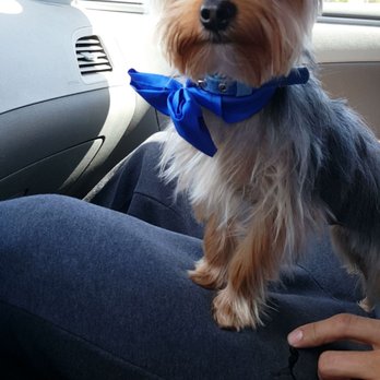PetSmart Grooming - Zeus right after his grooming with Theo. - Pet Groomers Near Me - Palmdale, California PetSmart Grooming - Zeus right after his grooming with Theo. - Pet Groomers Near Me - Palmdale, California