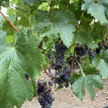 HALL Wines - Grapes! - Wineries Near Me - Saint Helena, California