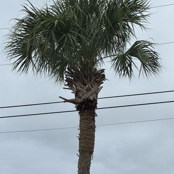 Bell's Lawn Care - Palm Tree - Landscaping Near Me Bell's Lawn Care - Palm Tree - Landscaping Near Me