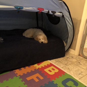 ROOT Dog Training - Pet Training Near Me - Northbrook, Illinois ROOT Dog Training - Pet Training Near Me - Northbrook, Illinois