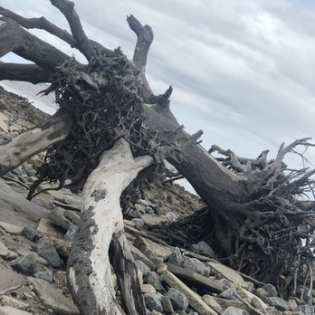 Driftwood Beach - Driftwood - Beaches Near Me - Jekyll Island, Georgia Driftwood Beach - Driftwood - Beaches Near Me - Jekyll Island, Georgia