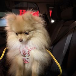 Homegoods - My puppy in training