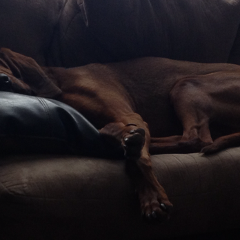 The Dog Bark - This is the position assumed by Cooper after each Dog Bark visit! - Pet Sitting Near Me - Salem, Oregon