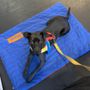 Photo of Zoom Room Dog Training