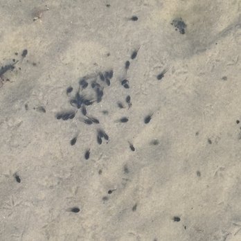 Jockey's Ridge State Park - Parks Near Me - Nags Head, North Carolina