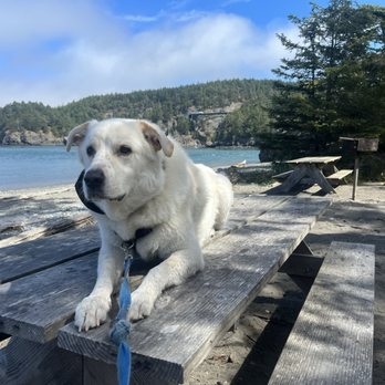 Heaven Sent K-9 Dog Training - Pet Training Near Me