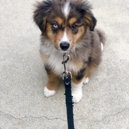 Our Blue Merle Mini Aussie, Sunny, from Lucky Little Aussies. Our Blue Merle Mini Aussie, Sunny, from Lucky Little Aussies.