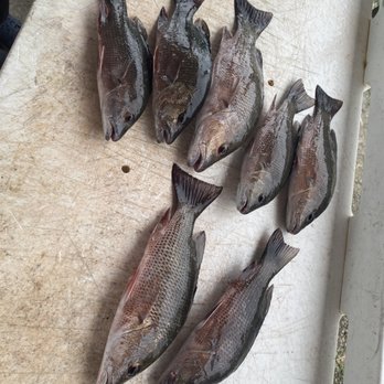 Enterprise Fishing Charters - Fishing Near Me