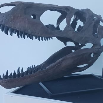 Museum at PrairieFire - Skull - Museums Near Me - Overland Park, Kansas Museum at PrairieFire - Skull - Museums Near Me - Overland Park, Kansas
