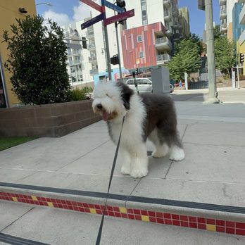 Pawsible - Pet Training Near Me - Los Angeles, California Pawsible - Pet Training Near Me - Los Angeles, California