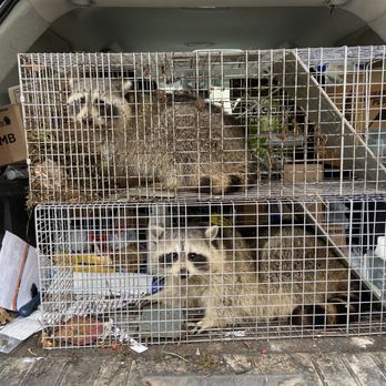 All American Pest Control - Pest Control Near Me - Clifton, New Jersey All American Pest Control - Pest Control Near Me - Clifton, New Jersey