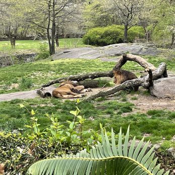 Bronx Zoo - 2 Male lions - Zoos Near Me - Bronx, New York