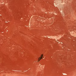 7-Eleven - Dead bug inside of drink