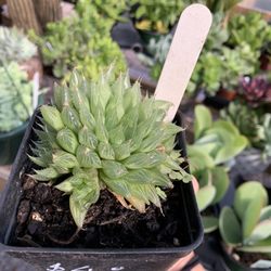 Mill Creek Greenhouses