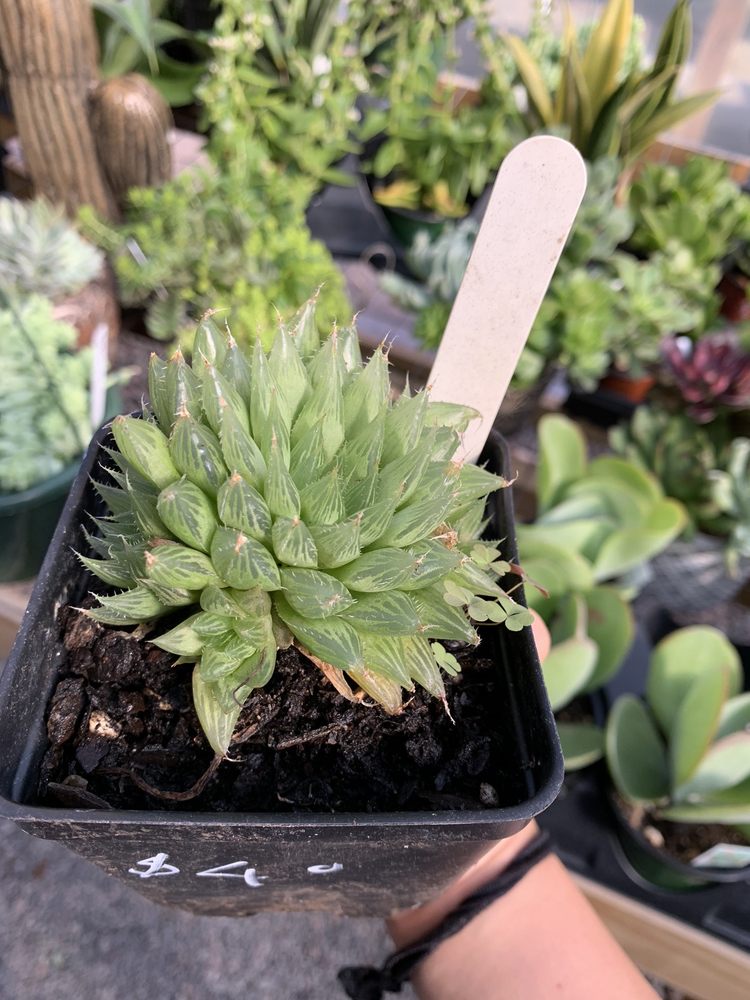 MILL CREEK GREENHOUSES Updated October 2024 13 Photos 2324