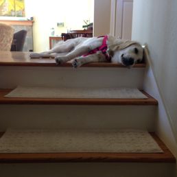 This is Molly after a walk with her crew from The Natural Dog