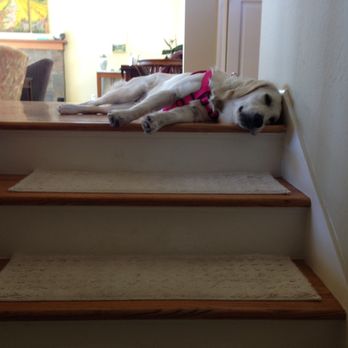 The Natural Dog - This is Molly after a walk with her crew from The Natural Dog - Dog Walkers Near Me