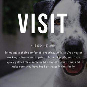 Petey's Playhouse - Dog Walkers Near Me - Lenexa, Kansas Petey's Playhouse - Dog Walkers Near Me - Lenexa, Kansas