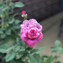 Westwood Gardens - Roses compliments of Westwood Gardens. We enjoy their beautiful selection of healthy, fragrant roses!
