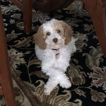 MNJ Kennels - Maggie Jo at 10 1/2 weeks, the perfect puppy! - Pet Breeders Near Me