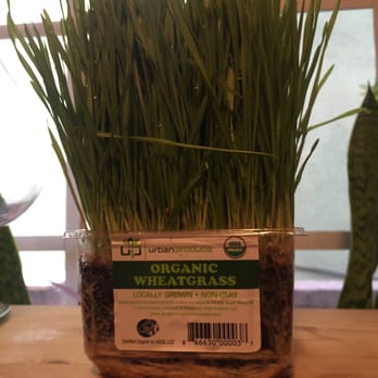 Albertsons - Very inexpensive organic wheatgrass! (I like to put it into my smoothies. ) - Grocery Near Me - Downey, California Albertsons - Very inexpensive organic wheatgrass! (I like to put it into my smoothies. ) - Grocery Near Me - Downey, California