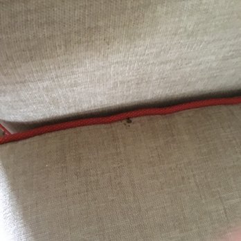 Home2 Suites by Hilton Jacksonville, NC - Dry blood stain on sofa cushion. - Hotels Near Me - Jacksonville, North Carolina Home2 Suites by Hilton Jacksonville, NC - Dry blood stain on sofa cushion. - Hotels Near Me - Jacksonville, North Carolina