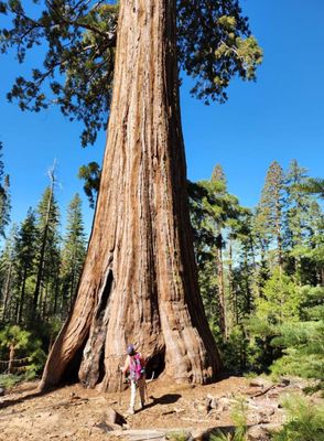Mariposa Grove by null